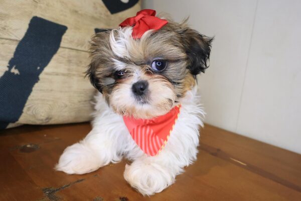 Adinka Shih Tzu 01