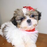 Adinka Shih Tzu 02