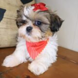 Adinka Shih Tzu 03
