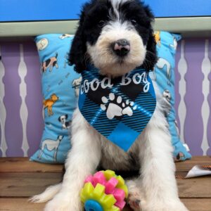 Admiral Sheepadoodle 01 Admiral Sheepadoodle 01