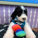 Admiral Sheepadoodle 02
