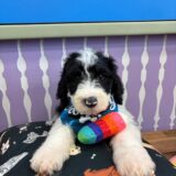 Admiral Sheepadoodle 04