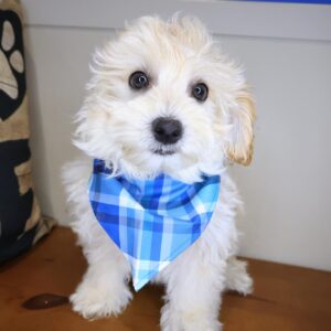 Adonis Maltipoo 01 Adonis Maltipoo 01