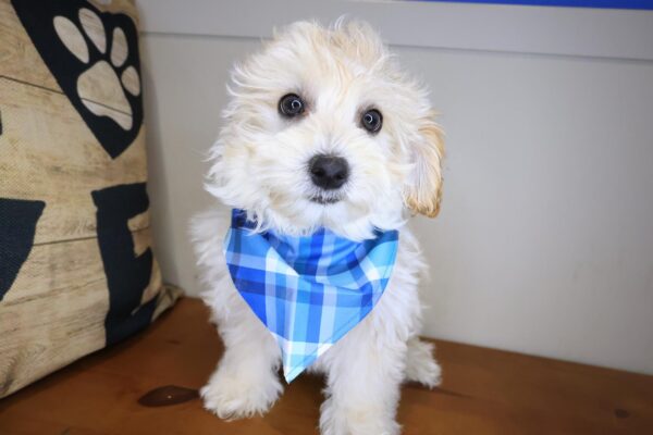 Adonis Maltipoo 01