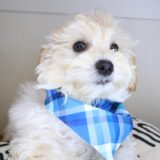 Adonis Maltipoo 04