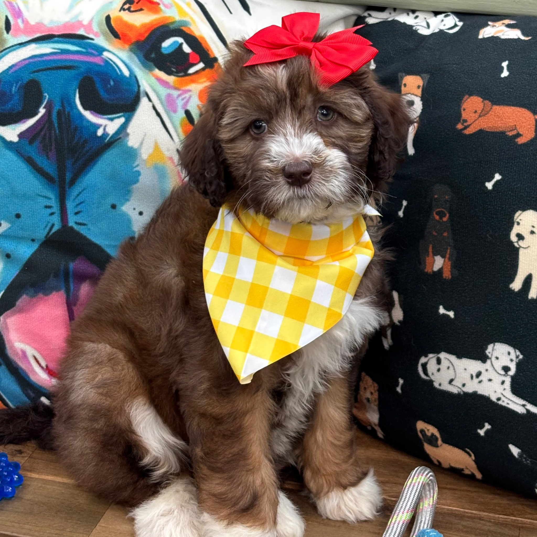 Aika Aussiedoodle 01 Aika Aussiedoodle 01