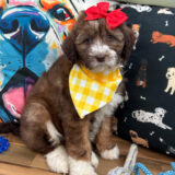 Aika Aussiedoodle 04