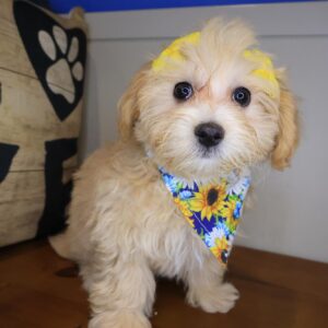 Aimy Maltipoo 01 Aimy Maltipoo 01