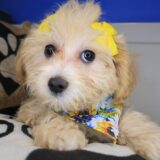Aimy Maltipoo 02