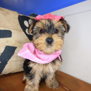 Aimy Morkie 01 Aimy Morkie 01