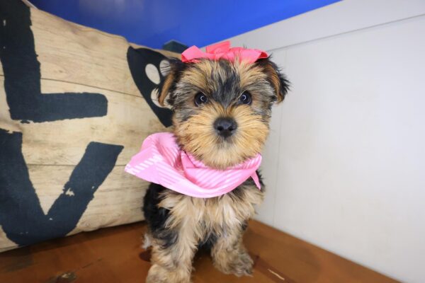 Aimy Morkie 01