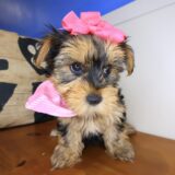 Aimy Morkie 03