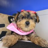 Aimy Morkie 04