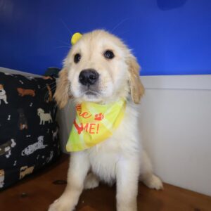 Airana Golden Retriever 01 Airana Golden Retriever 01