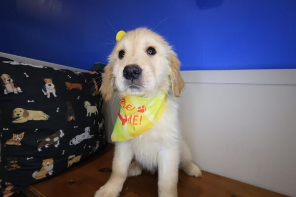 Airana Golden Retriever 01