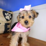 Airana Yorkshire Terrier 01