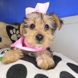 Airana Yorkshire Terrier 02