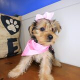 Airana Yorkshire Terrier 03