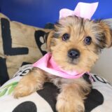 Airana Yorkshire Terrier 04
