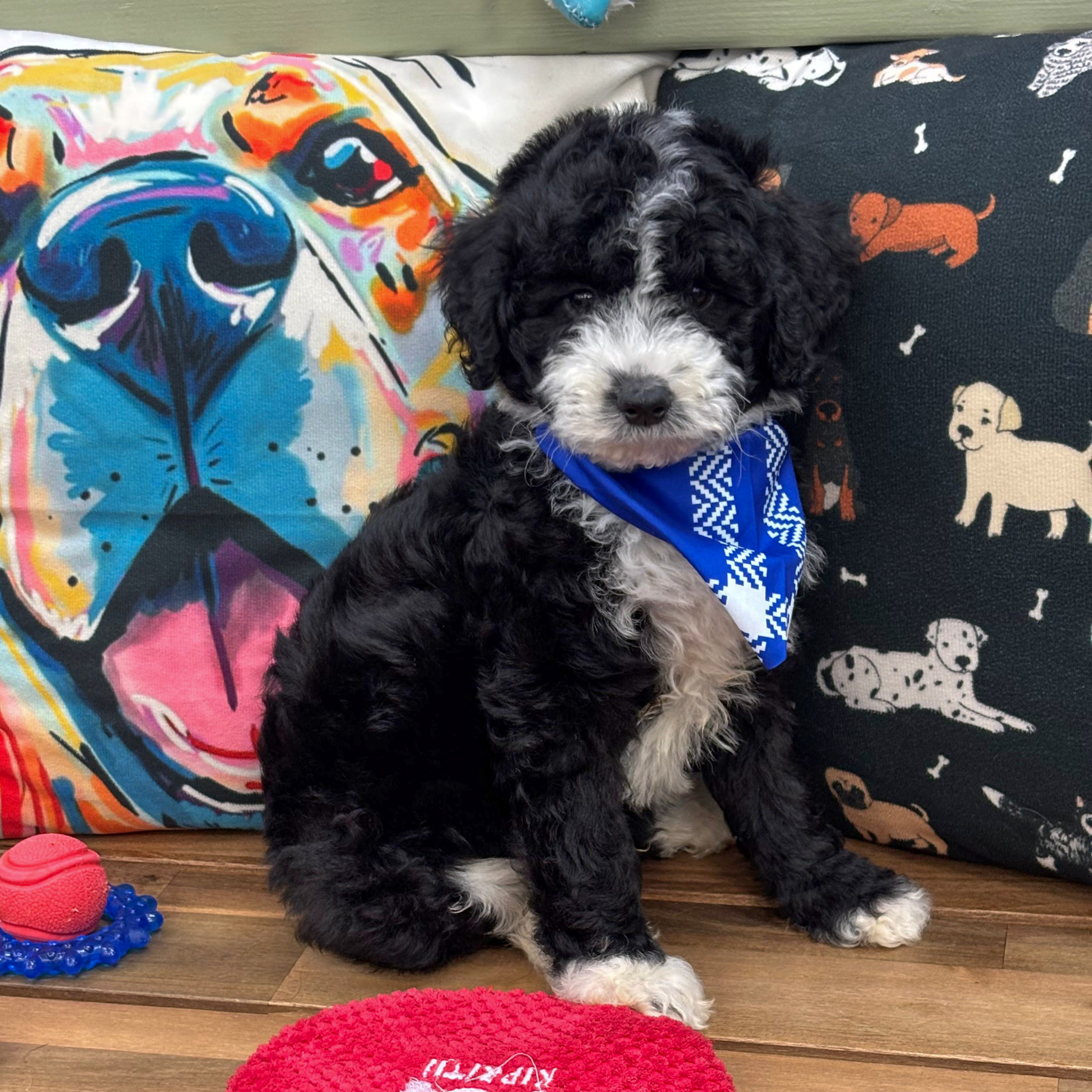 Akane Aussiedoodle 01 Akane Aussiedoodle 01