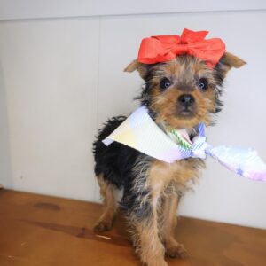 Akazie Yorkshire Terrier 01 Akazie Yorkshire Terrier 01