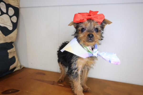 Akazie Yorkshire Terrier 01