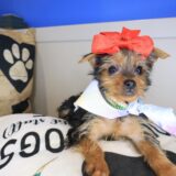 Akazie Yorkshire Terrier 02