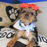 Akazie Yorkshire Terrier 03