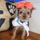 Akazie Yorkshire Terrier 04