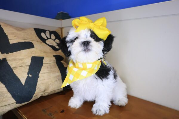 Akelana Teddy Bear 01