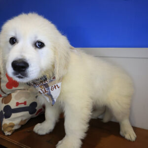 Alf Golden Retriever 01 Alf Golden Retriever 01