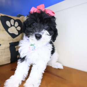 Ally Poodle 01 Ally Poodle 01