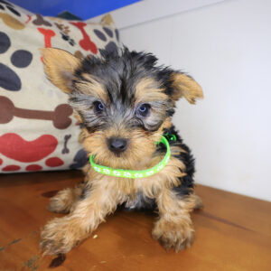 Andy Yorkshire Terrier 01 Andy Yorkshire Terrier 01
