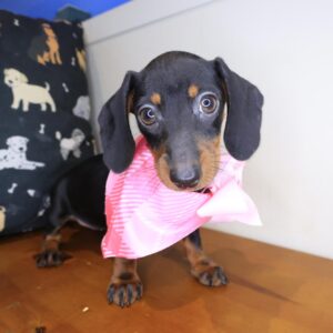Antoinette Dachshund 01 Antoinette Dachshund 01