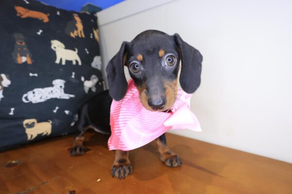Antoinette Dachshund 01