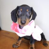 Antoinette Dachshund 03