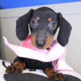 Antoinette Dachshund 04