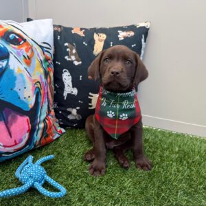 Archer Labrador Retriever 01 Archer Labrador Retriever 01