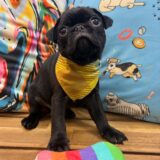 Archimedes Pug 02