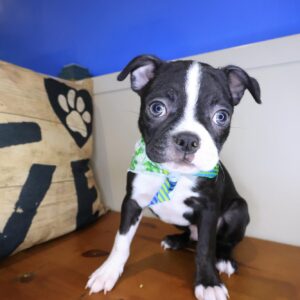 Aspin Boston Terrier 01