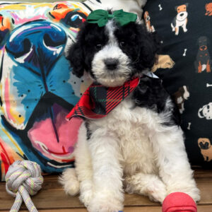 Atenea Aussiedoodle 01 Atenea Aussiedoodle 01