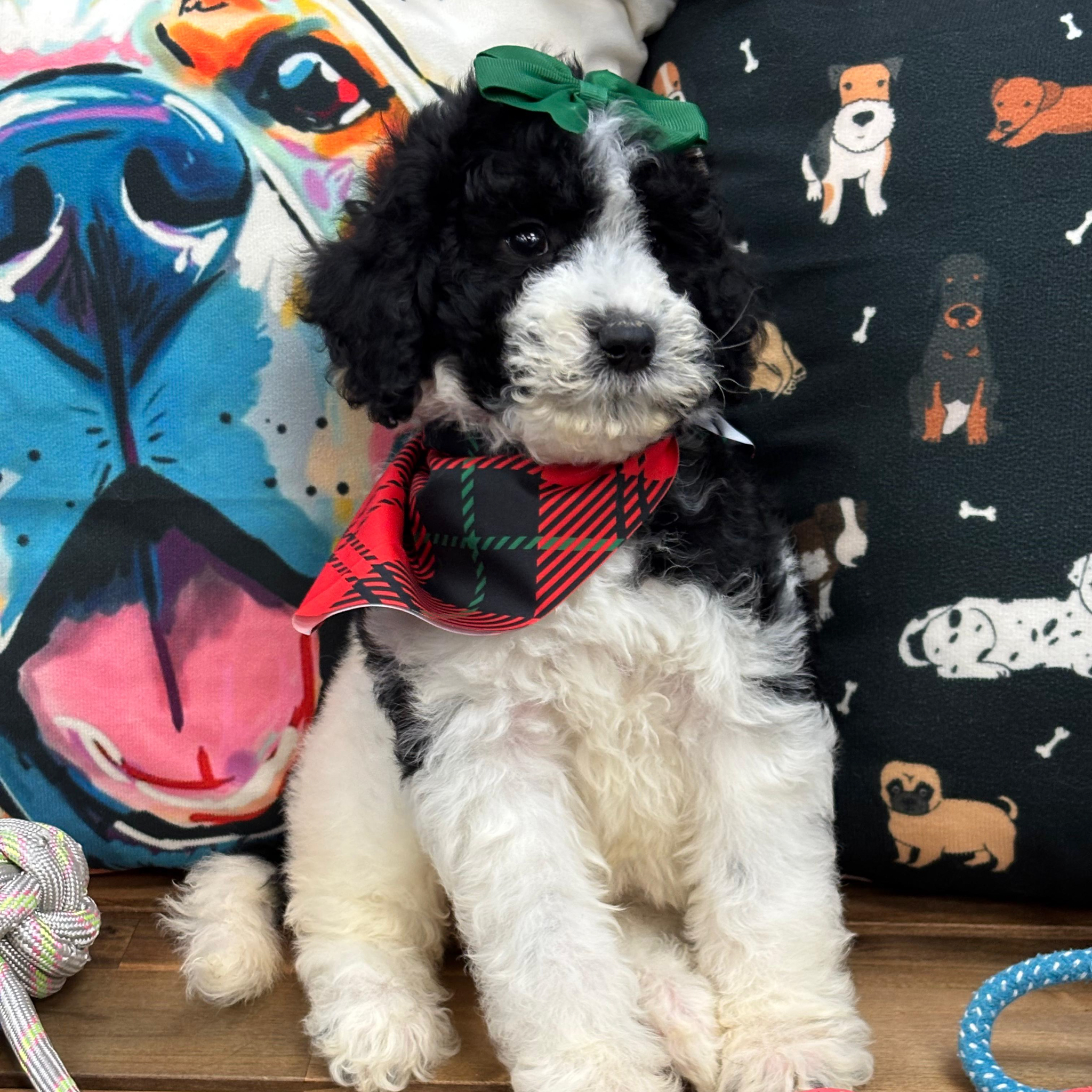 Atenea Aussiedoodle 02