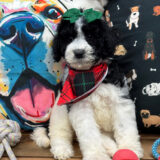 Atenea Aussiedoodle 04