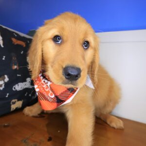 Audrey Golden Retriever 01 Audrey Golden Retriever 01