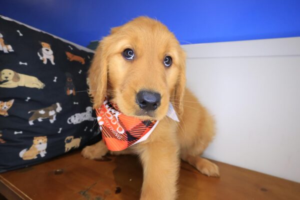 Audrey Golden Retriever 01