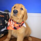 Audrey Golden Retriever 02