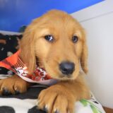 Audrey Golden Retriever 03
