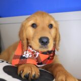 Audrey Golden Retriever 04