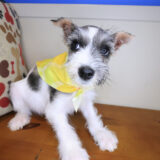 Aurelia Schnauzer 01