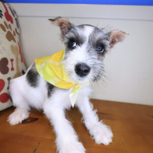 Aurelia Schnauzer 01